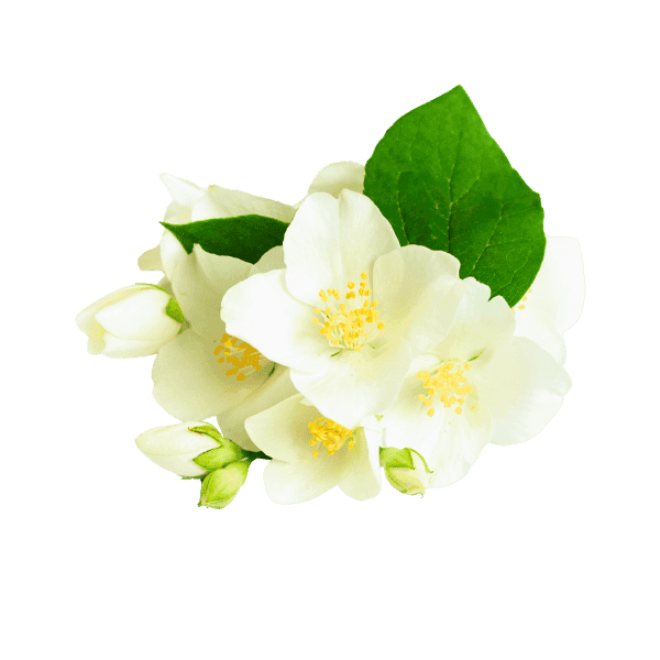 Jasmine